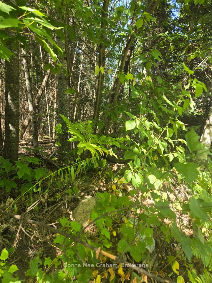 0 E MacDuff Road Acres E, Highlands East, ON K0L 3C0 at 0 E MacDuff Road Acres E, Highlands East, ON K0L 3C0, Highlands East, ON, K0L 3C0