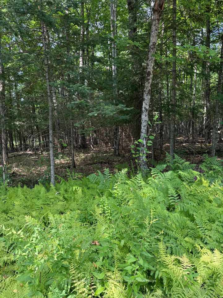 LT 26 Frank St Street, Magnetawan, ON P0A 1Z0 at LT 26 Frank St Street, Magnetawan, ON P0A 1Z0, Magnetawan, ON, P0A 1Z0