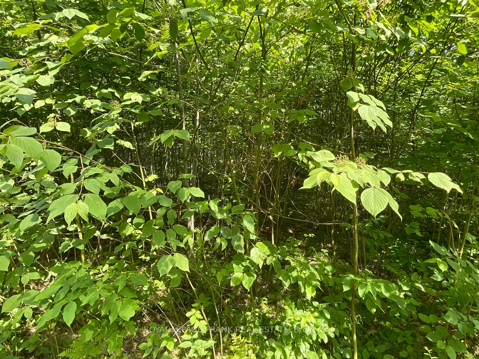 0 Sugarbush Crescent, Trent Lakes, ON K0L 1J0 at 0 Sugarbush Crescent, Trent Lakes, ON K0L 1J0, Trent Lakes, ON, K0L 1J0